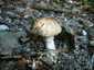 Piruló galóca (Amanita rubescens), Zemplén
